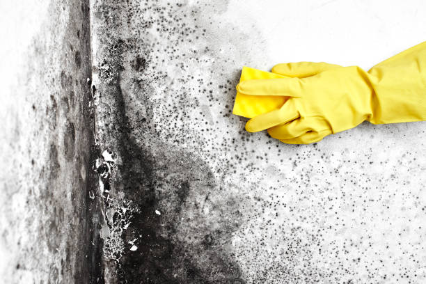 Reliable Ethete, WY Mold Remediation Solutions