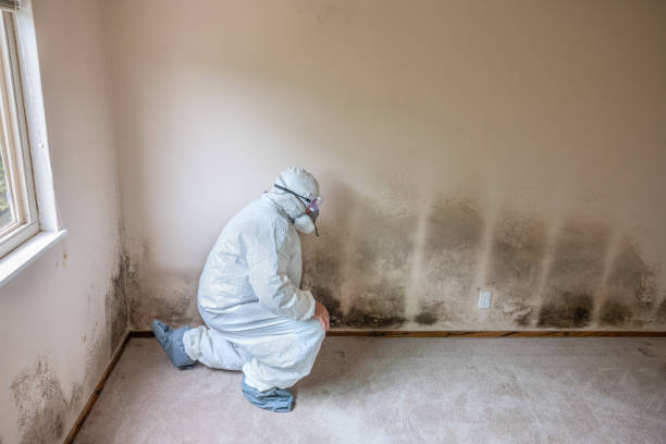 Best Post-Flood Mold Remediation in Ethete, WY